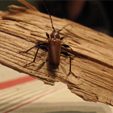 Arhopalus rusticus