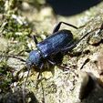 Callidium violaceum